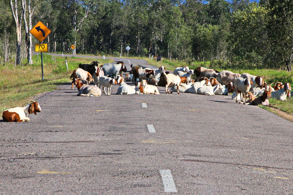 Goats on Strike by terryliv