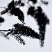 Silhouette of a Butterfly Tree by andycoleborn