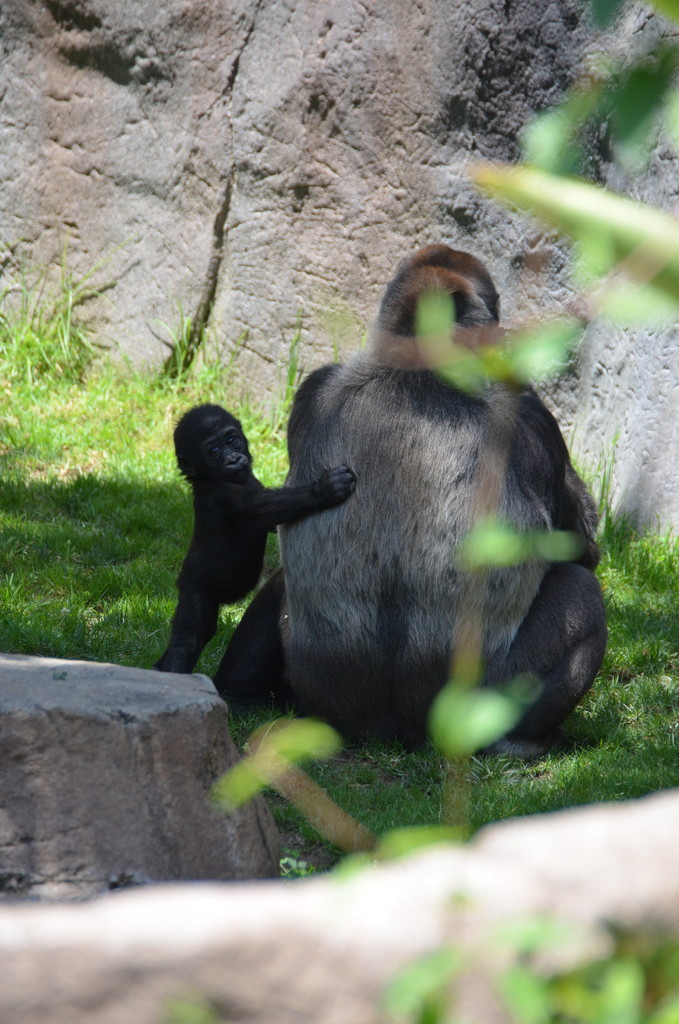 Baby Gorilla by mariaostrowski