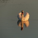 Sunset Swan On The Harbour by snoopybooboo