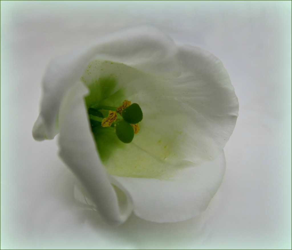 Flower Bell by wendyfrost