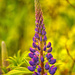 Lupine by dianen