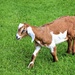 Friendly Goat by deborahsimmerman
