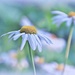 daisies by lynnz