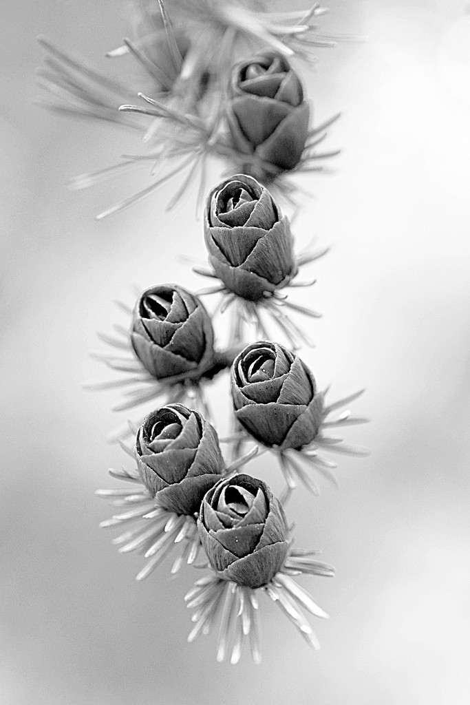Black and white pinecones! by fayefaye