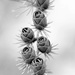 Black and white pinecones! by fayefaye