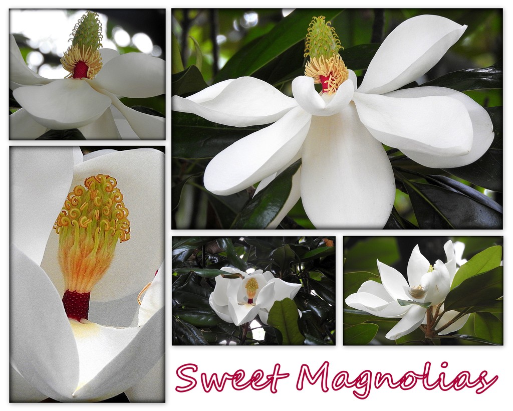 Sweet Magnolias by homeschoolmom