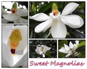 7th Jun 2017 - Sweet Magnolias