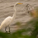 Egret Waiting to Prowl! by rickster549