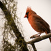Mr Cardinal On the Lookout! by rickster549