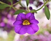 6th Jun 2017 - pleasant purple petunia 