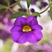 pleasant purple petunia  by caitnessa
