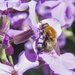 Bee on Phlox by gaylewood