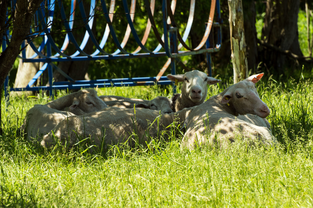 Sheep in Shade by farmreporter