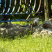Sheep in Shade by farmreporter