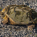 Turtle in Distress by farmreporter