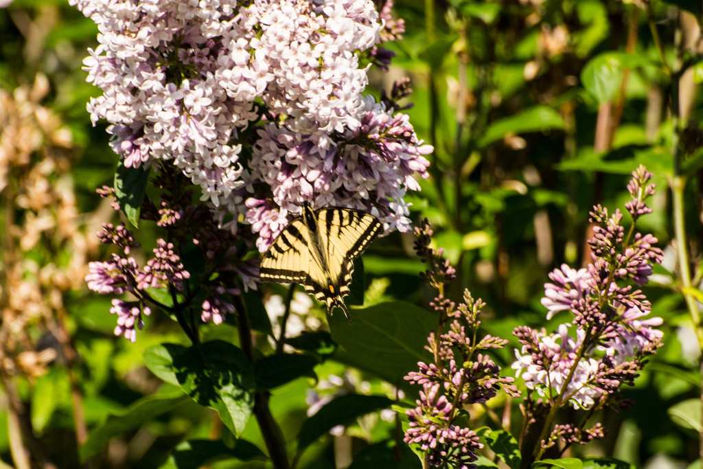 Butterfly on Lilac by farmreporter