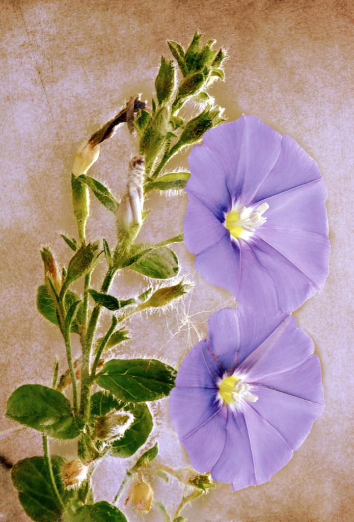 Convolvulus with a bit of texture by ludwigsdiana