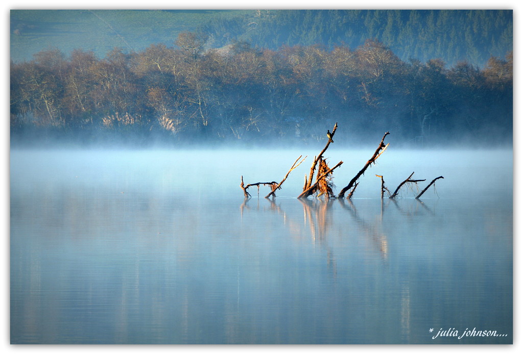 Shag on misty river...  by julzmaioro