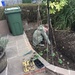 Potato planting by richard_h_watkinson