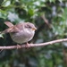 BABY SPARROW by markp