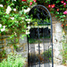 Roses round the gate.... by snowy