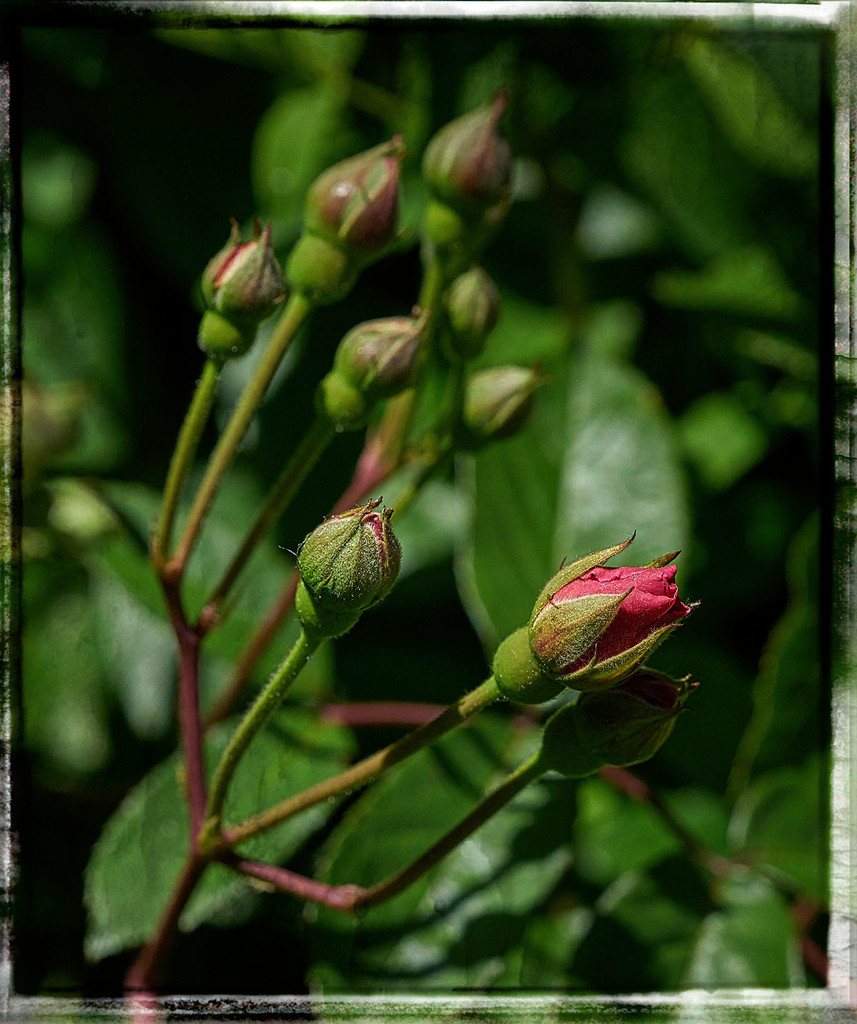 Rosebuds by gardencat