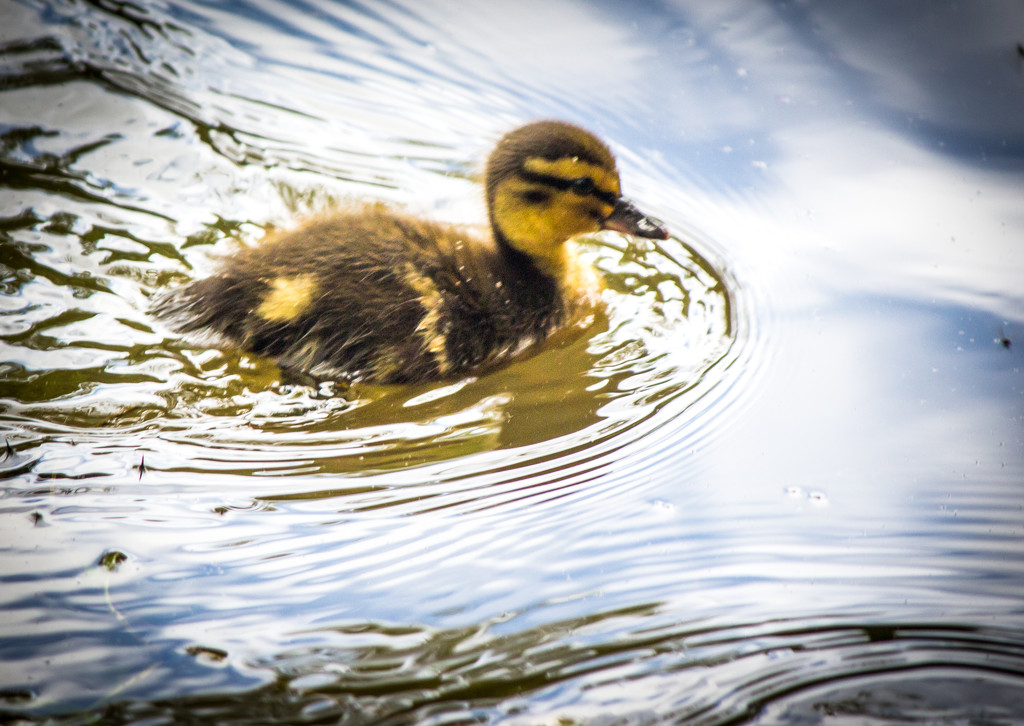 Duckling by swillinbillyflynn