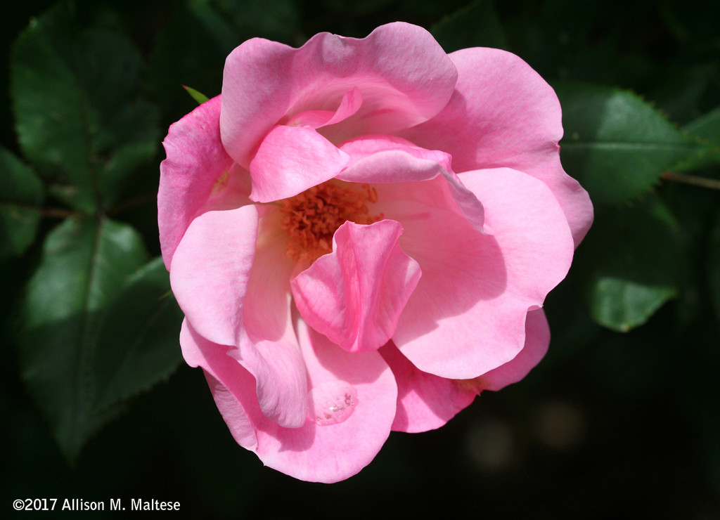 First Rose of the Season by falcon11