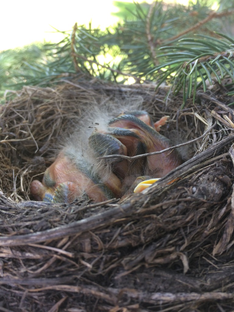 Baby Robins in Spruce by bjchipman