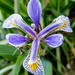 Iris Blue Closeup by rminer