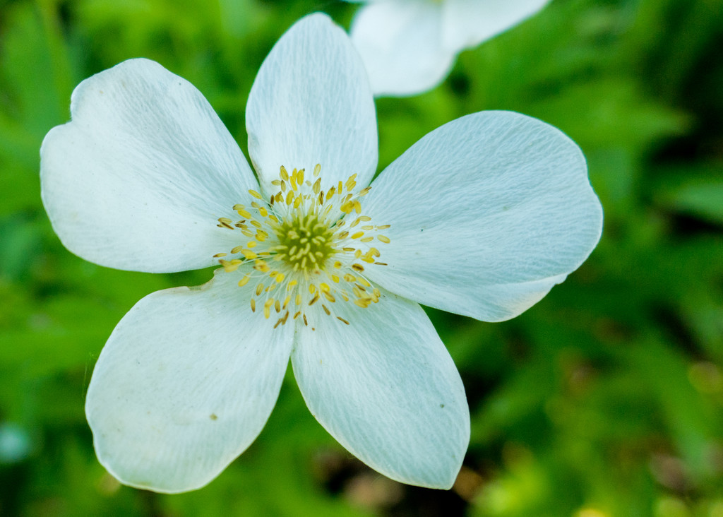 Meadow Anemone by rminer