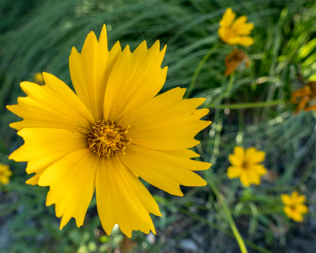 Yellow Gardenflower by rminer