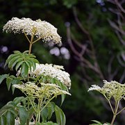 8th Jun 2017 - Spotted Cowbane