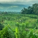 Rice fields-Bali, Indonesia  by gosia