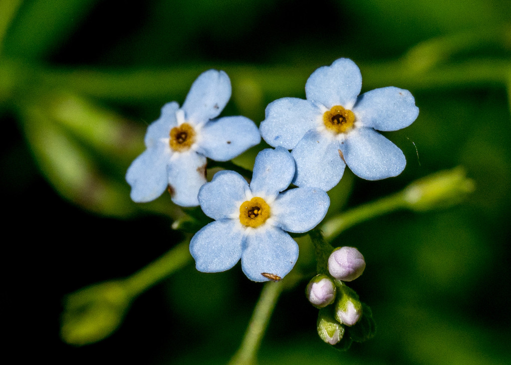 Chinese Forget-Me-Not by rminer