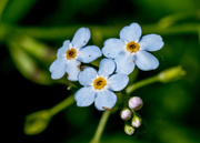 7th Jun 2017 - Chinese Forget-Me-Not