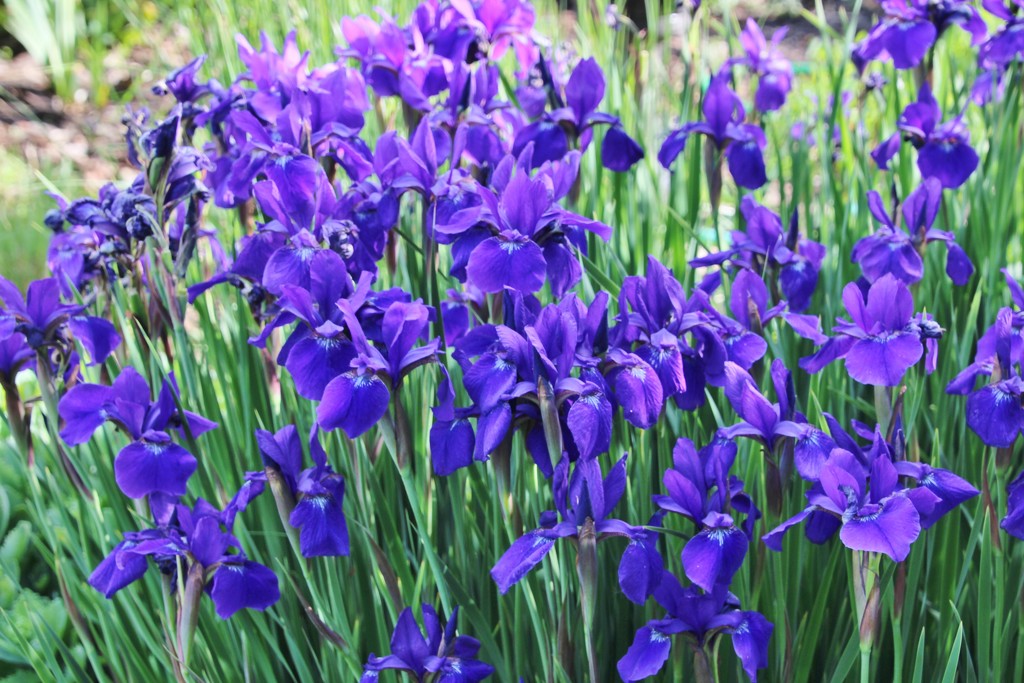 Siberian Irises (?) by bjchipman