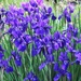 Siberian Irises (?) by bjchipman