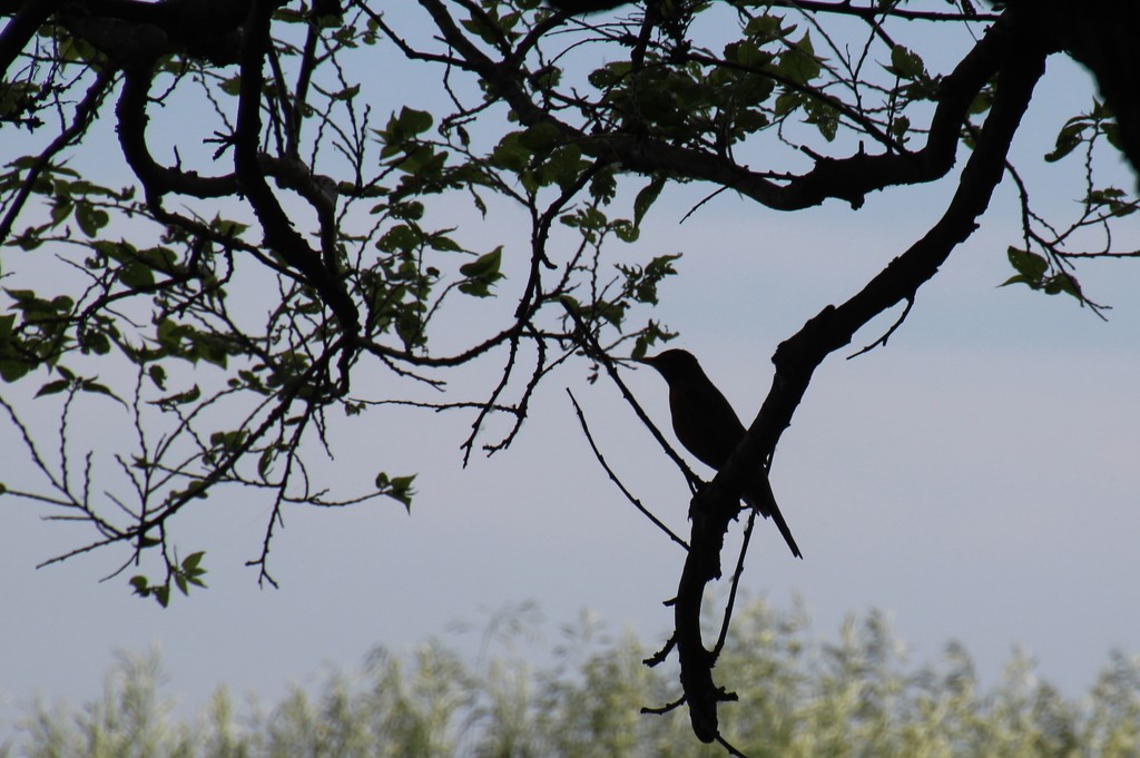 Silhouette of Bird on Branch by bjchipman