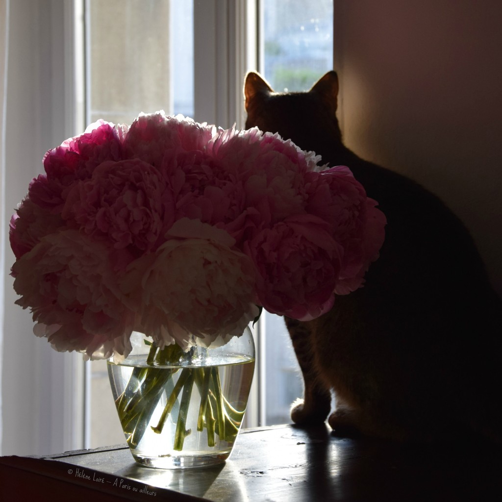 Toulouse and the peonies #2 by parisouailleurs