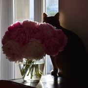 8th Jun 2017 - Toulouse and the peonies #2
