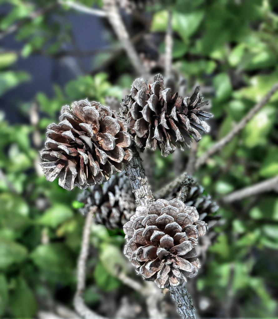 Pine cones by joansmor