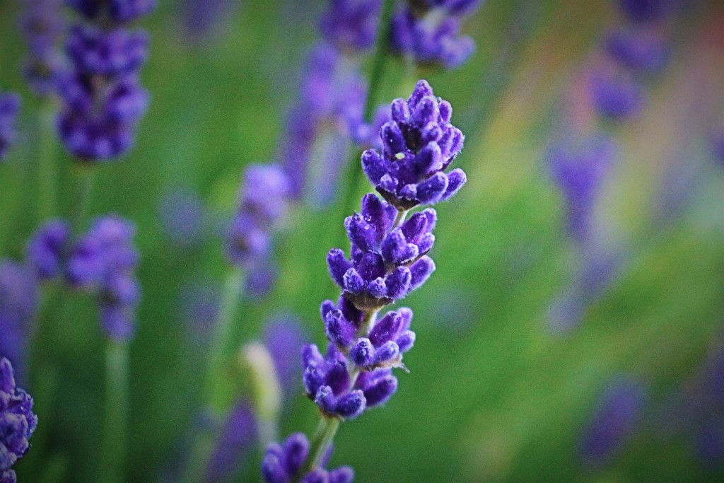 Lavender's Blue by phil_sandford