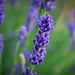 Lavender's Blue by phil_sandford