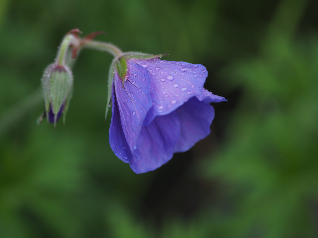 Raindrops on Blue by selkie