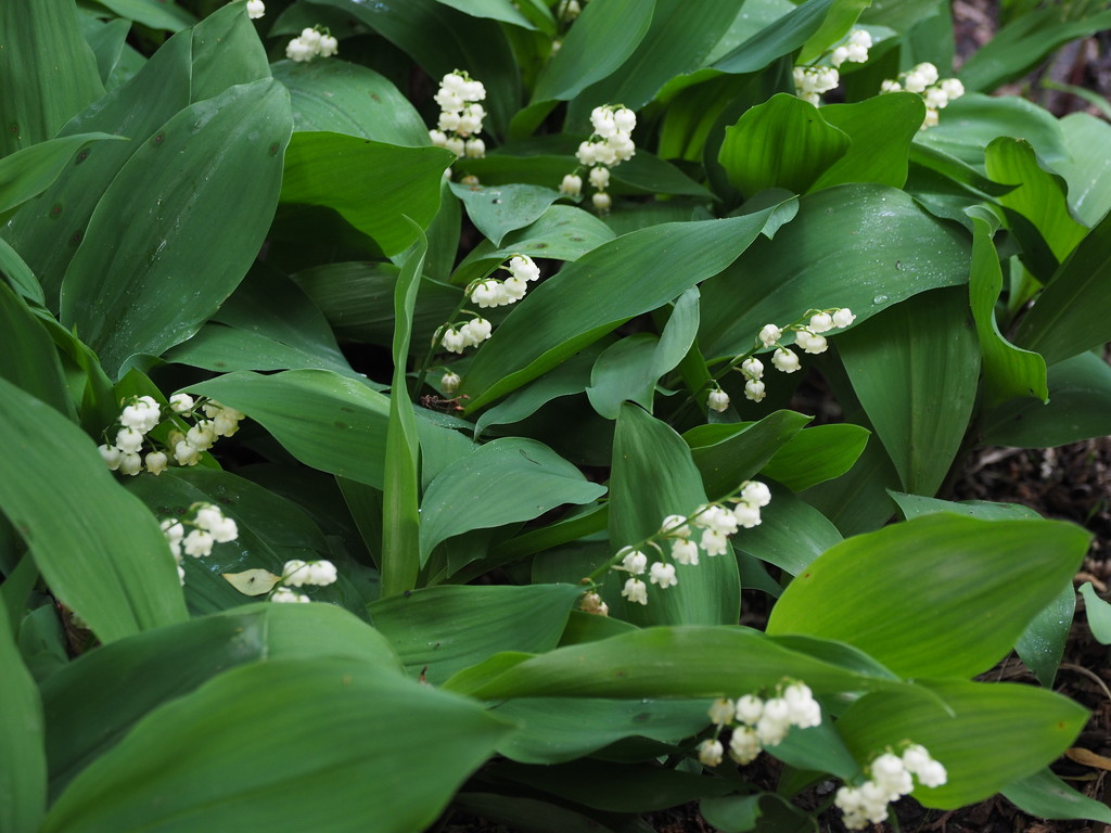 Lily of the Valley by selkie