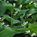 Lily of the Valley by selkie