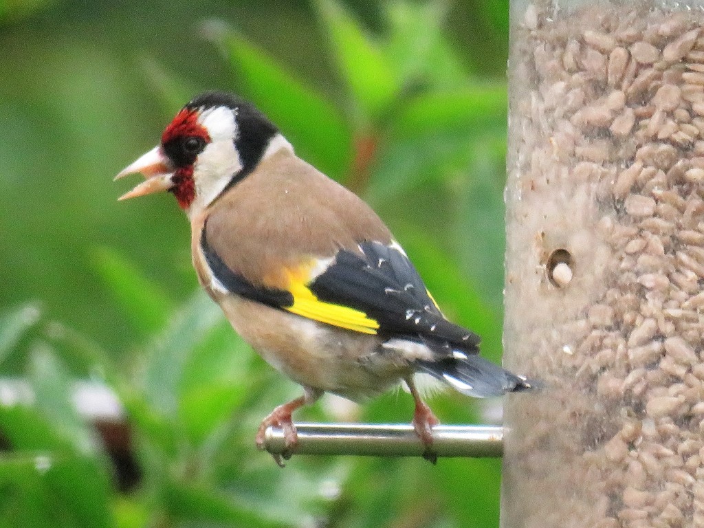 Rain soaked Gold Finch by carole_sandford