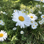 2nd Jun 2017 - Donna's daisies 